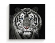 Cuadro 100 X 100 Cm Retrato de Tigre Kyz Tela Blanco