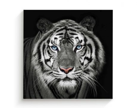 Cuadro 70 X 70 Cm Retrato de Tigre Kyz Tela Blanco