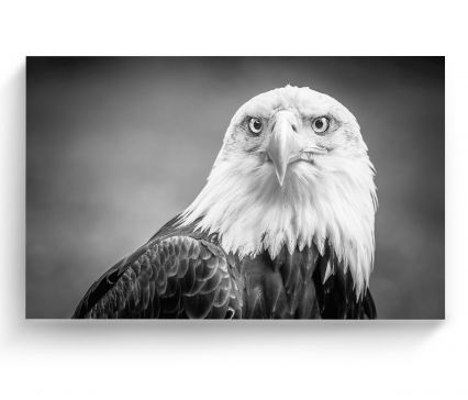 Cuadro 70 X 105 Cm Retrato Aguila Calva Kyz Tela Multicolor
