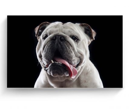 Cuadro 70 X 105 Cm Retrato Bulldog Inglés Kyz Tela Multicolor