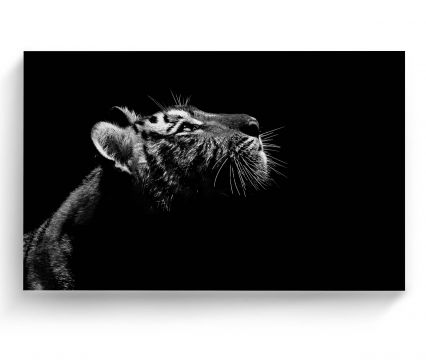 Cuadro 70 X 105 Cm Retrato Tigre Kyz Tela Multicolor